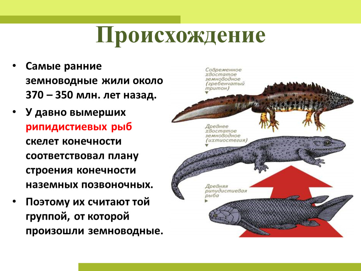 К чему способны животные. Казахстане живет амфибия. Какие земноводные обитают в леских Столбах. Где жили амфибии 65 мил лет назад.