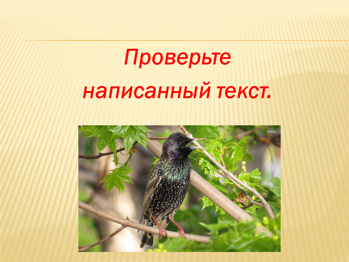 Скворец лева. Скворец Лева 3 класс. Скворец Лева изложение 3 класс. Скворец лёва изложение 3 класс.