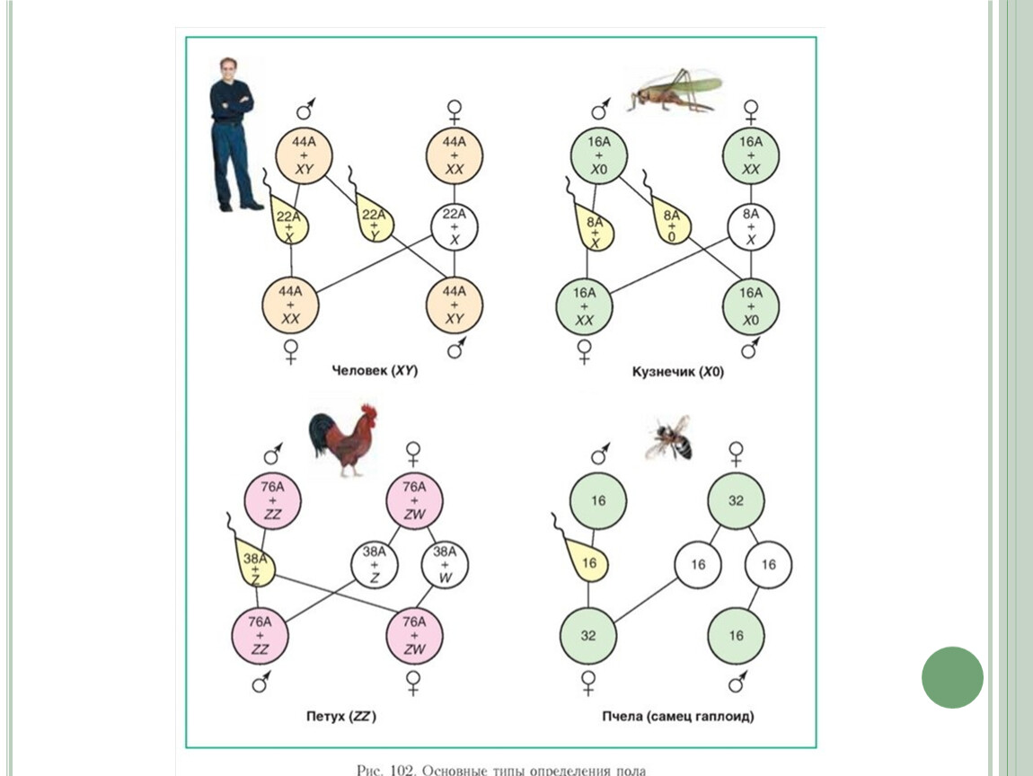 Генетика пола схема
