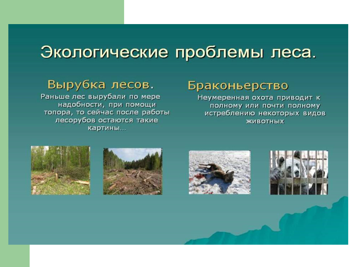 Основные экологические проблемы тайги