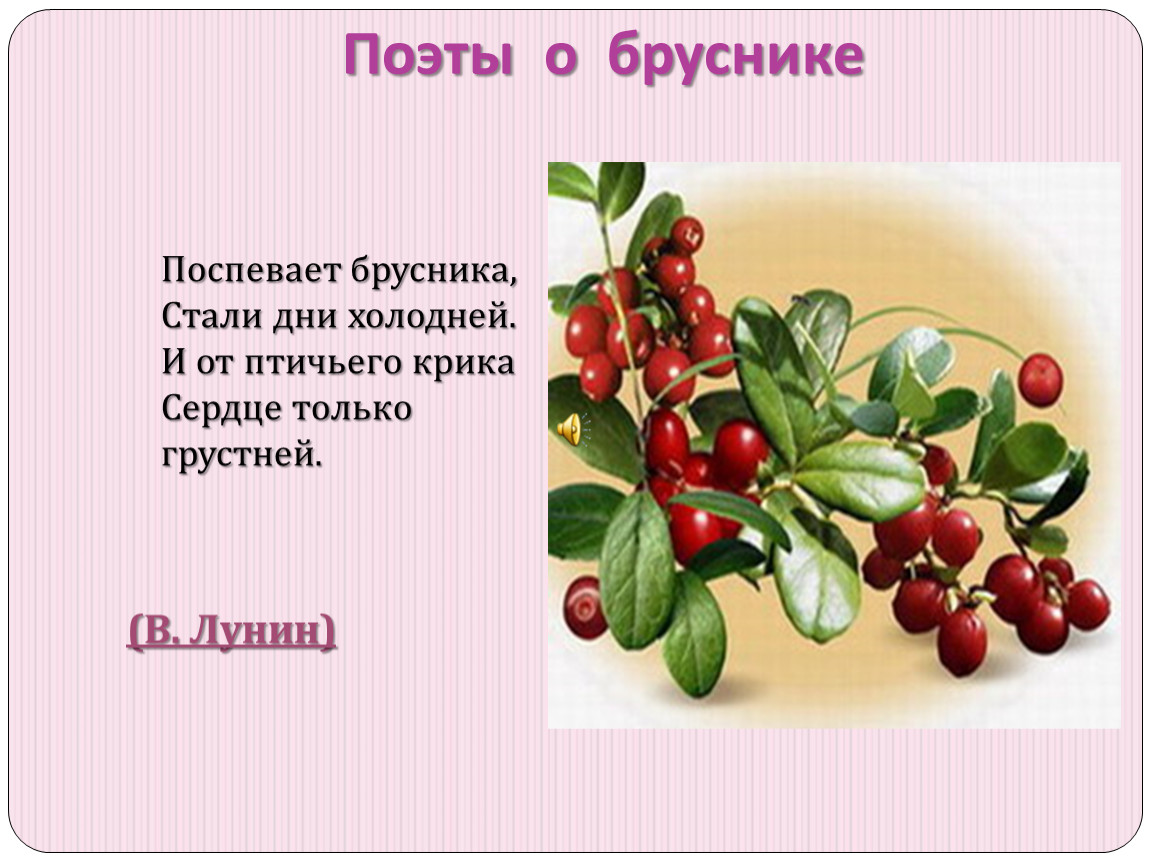 Работа в бруснике. Брусника стихотворение. Стих про бруснику. Поспевает брусника. Брусника презентация.