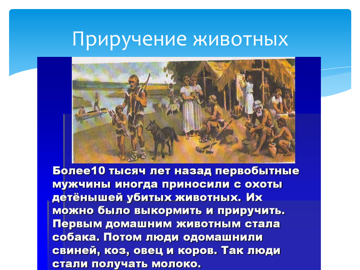 Одомашнивание 3 животных. Почему люди приручали диких животных. Одомашнивание и приручить. Почему люди приручают животных. Как человек приручил диких животных.