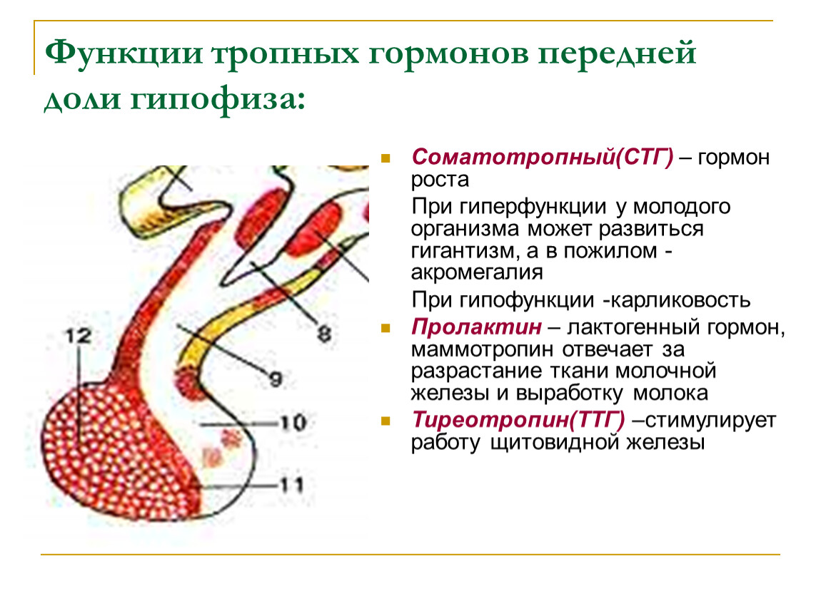 Какая функция гипофиза