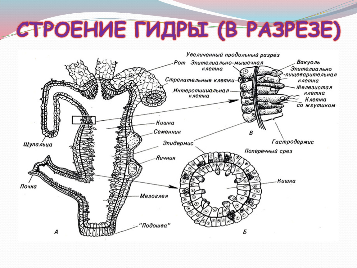 15 строение. Гидра Пресноводная строение клетки. Клеточное строение гидры пресноводной. Внутренне строение клеток гидры. Внутреннее строение гидры клетки.