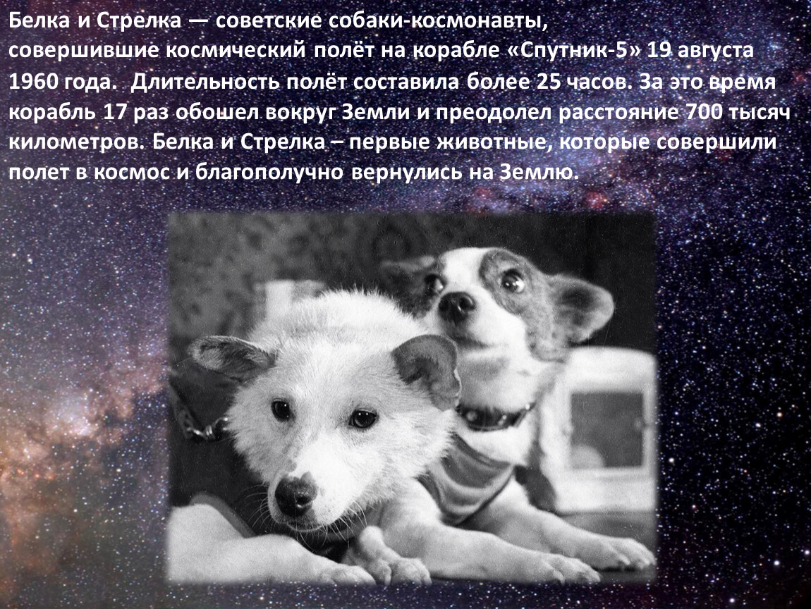 Клички собак в космосе. Первый полёт в космос белка и стрелка. Первый полет в космос собак белки и стрелки. Белка и стрелка первые собаки в космосе. Белка и стрелка полёт в космос 1958.
