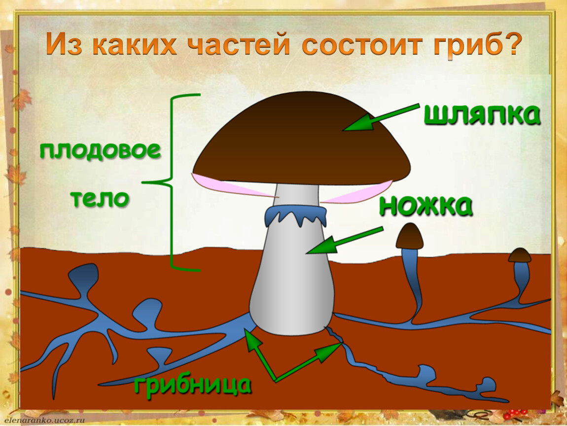 Тело гриба состоит из ответ. Из каких частей состоит гриб. Из чего состоит гриб. Тело гриба состоит. Гриб состоит из частей.