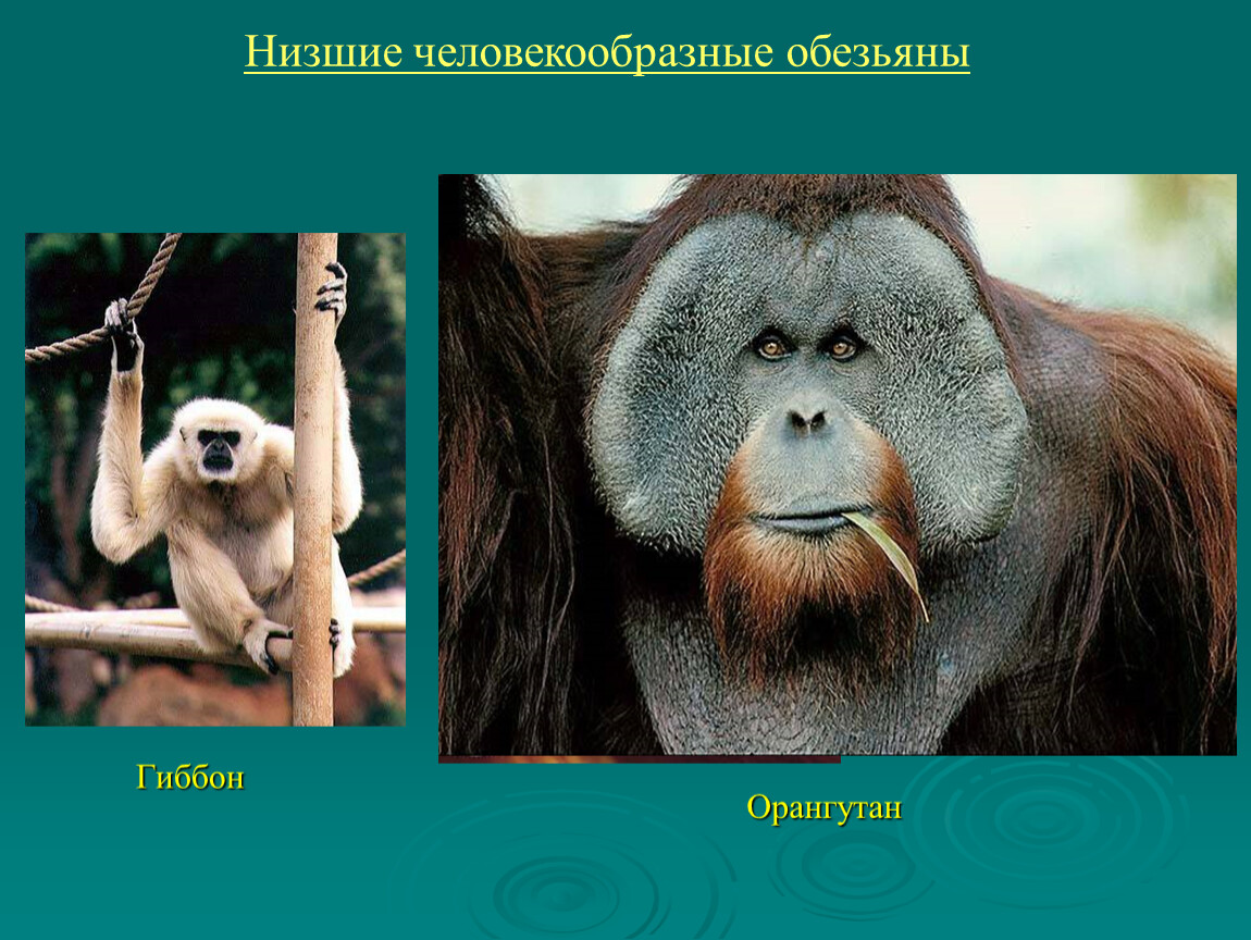 К отряду приматов принадлежат. Отряд приматы орангутанг. Отряд высшие приматы семейства. Обезьяны представители. Человекообразные обезьяны.