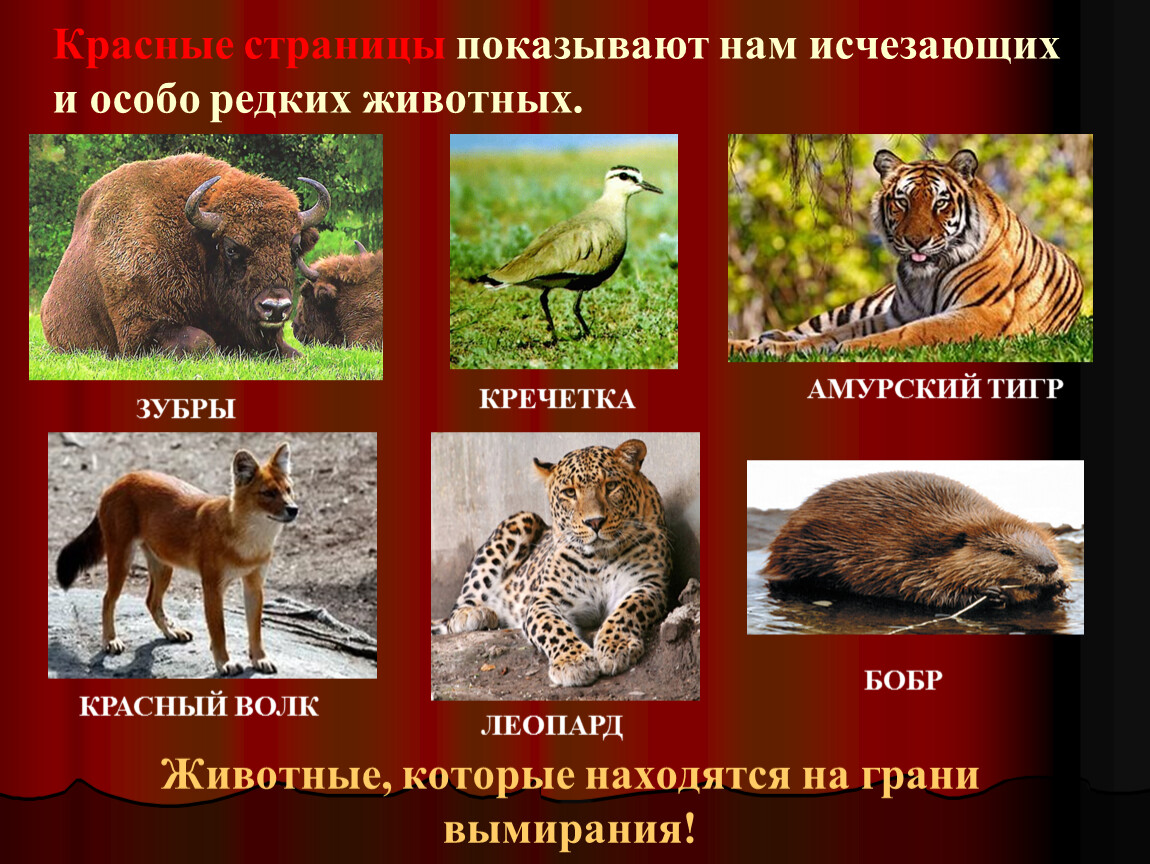 Какие животные живут в красной книге россии