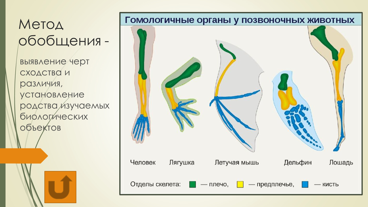 Дивергенция гомологичные и аналогичные. Гомологичные органы конечности позвоночных. Примеры гомологичных органов у животных. Гомологичные и аналогичные органы животных. Гомологичные органы конечности у животных.