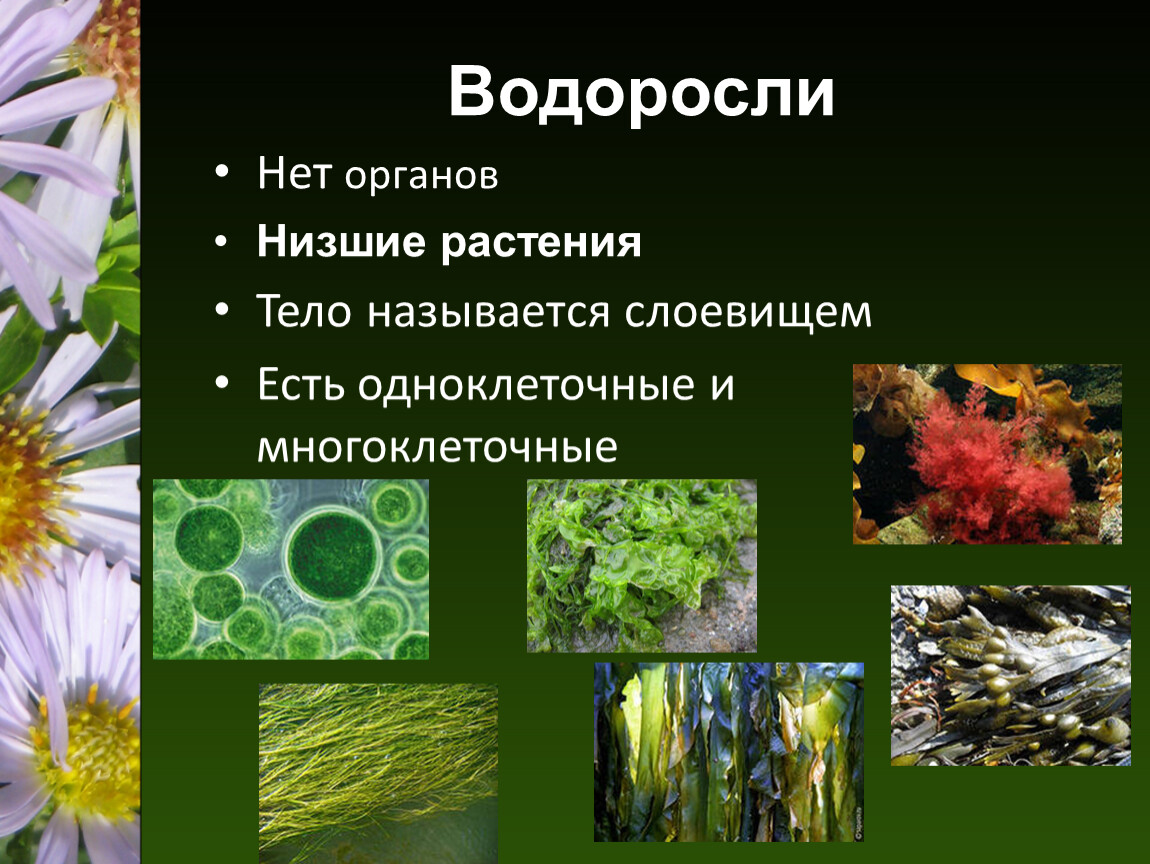 Три примера низших растений. Водоросли низшие растения. Органы низших растений. Низшие растения органы. Царство водорослей 5 класс биология.