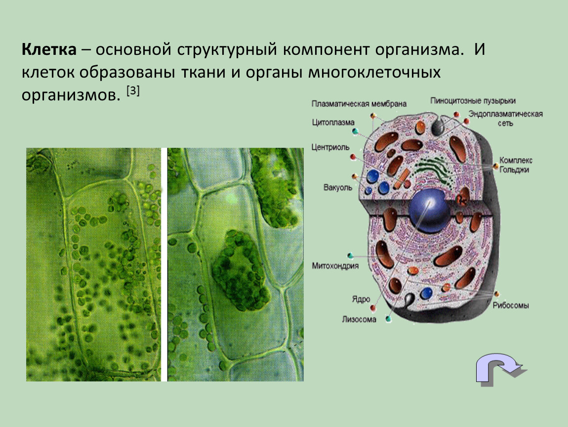 Клетки организма образуют. Основные структурные элементы клетки. Основные компоненты клетки. Структурный компонент клетки. Структурные компоненты клетки.