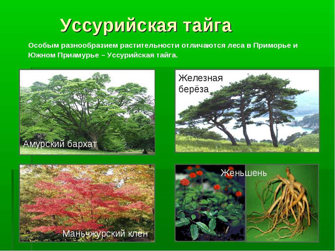 Растительный покров тайги отличается малым видовым разнообразием. Деревья Уссурийской тайги. Растительность Дальний Восток Уссурийская Тайга. Растительность Уссурийской тайги в России.