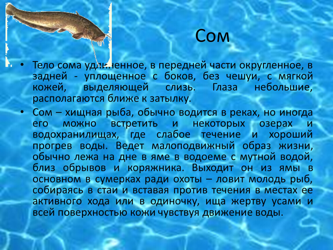 Основное значение слизи выделяемой. Рыбы Южного Урала. Телосома это. Рыбы, уплощенное с боков обитают. Тело сома.