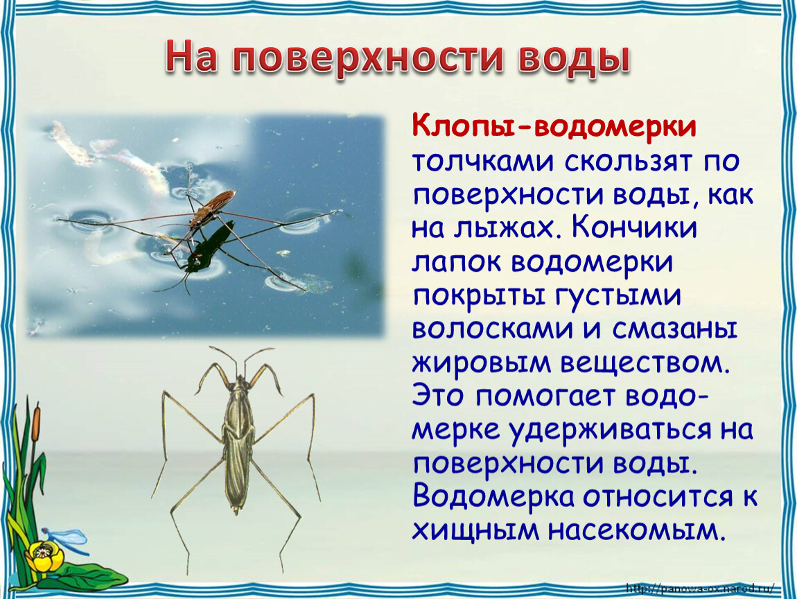 Жизнь в пресных водах презентация 4 класс