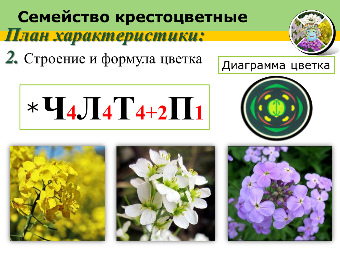 Крестоцветные рассматриваются как семейство. Формула цветка семейства крестоцветные. Формула цветка крестоцветных 6. Формула цветков растений семейства крестоцветные. Формула цветка крестоцветных.