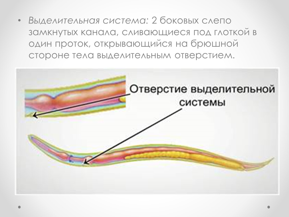 Круглые черви нервная система. Выделительная система круглого червя. Выделительная система круглых червей 7. Выделительная система кргулыхчервей. Выделительная система круглых червей рисунок.