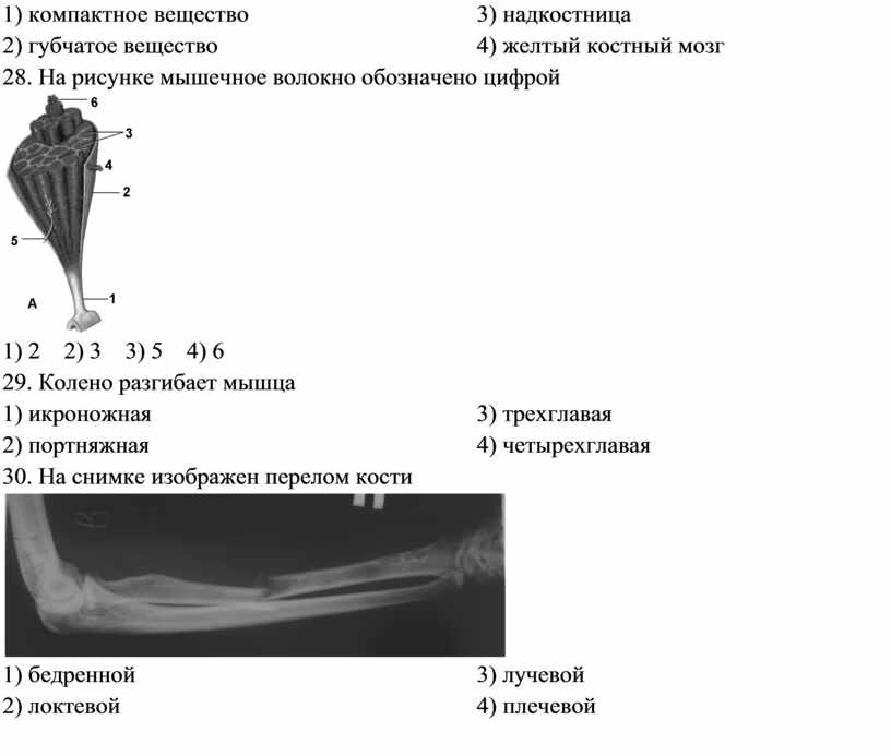 Какой цифрой на рисунке обозначены мышцы