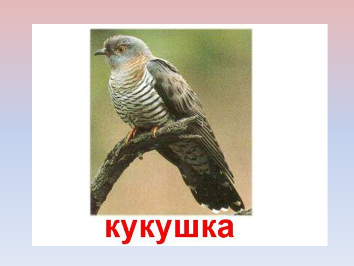 Жуковский Жаворонок 2 класс. Жаворонок Жуковский 2 класс литературное чтение. Жуковский Жаворонок презентация. Произведение Жуковского Жаворонок.