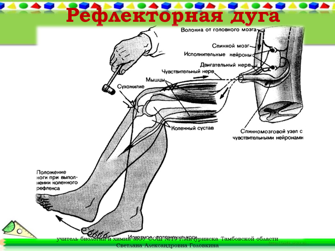 Рефлекторная дуга коленного рефлекса рисунок