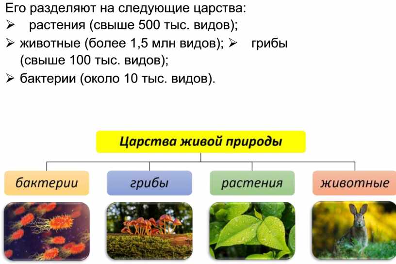Его разделяют на следующие царства: Ø растения (свыше 500 тыс