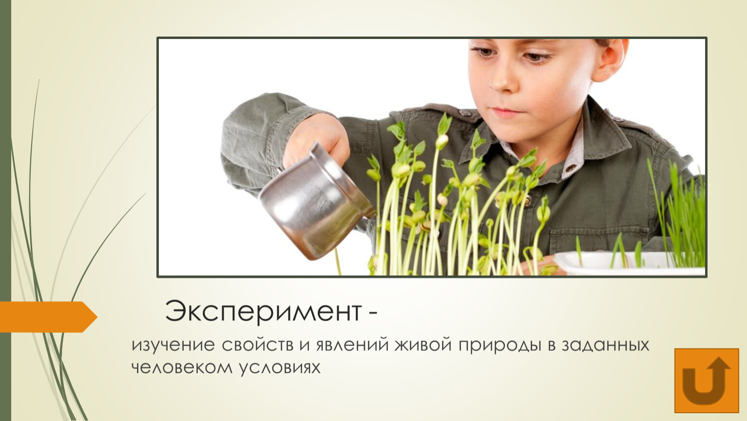 Эксперимент - изучение свойств и явлений живой природы в заданных человеком условиях