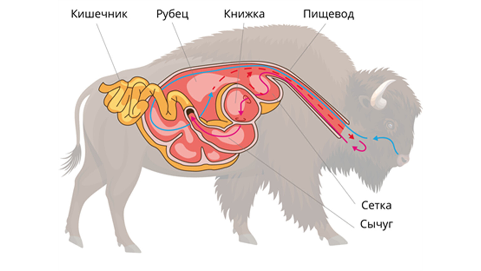 Отделы пищеварительной системы жвачных млекопитающих