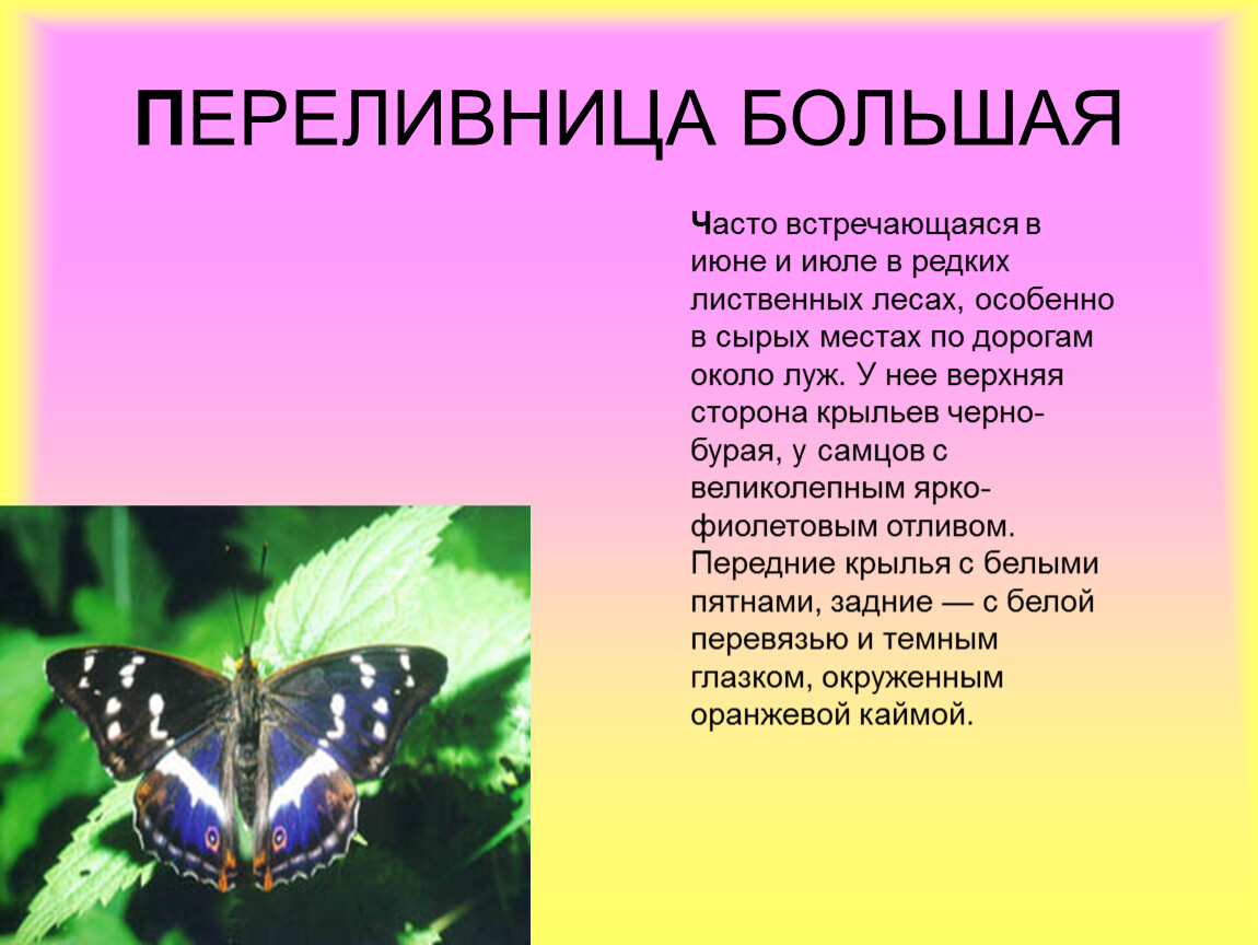 Почему бабочки такие разные и красивые