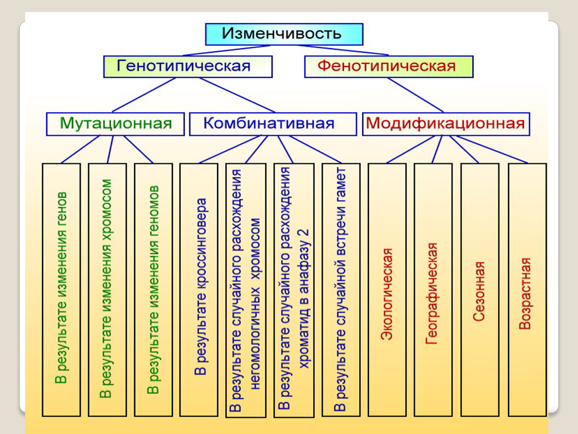 Схема типы изменчивости