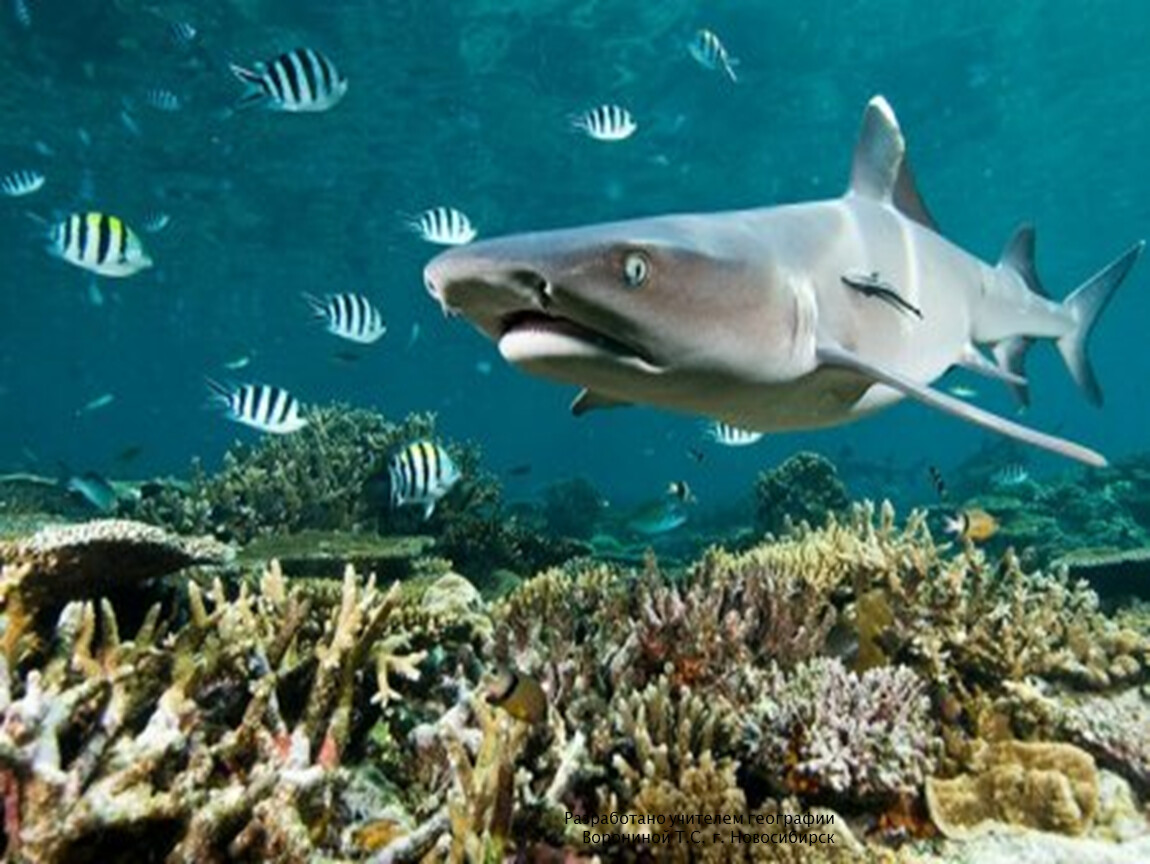 1 обитатель океана. Сейшелы рифовые акулы. Рифовые акулы индийского океана. Рифовая акула. Whitetip Reef Shark.