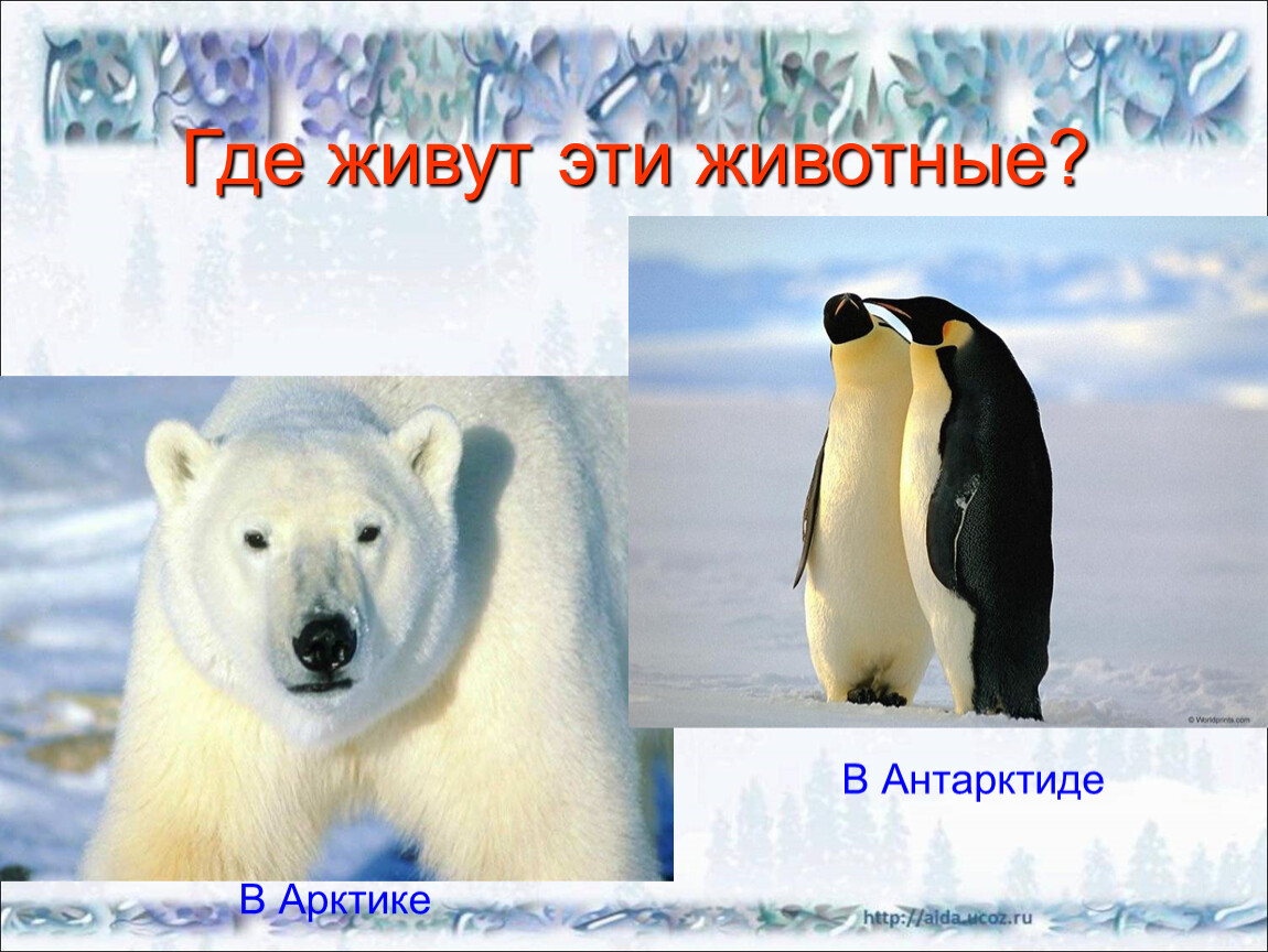 Охотятся ли медведи на пингвинов окружающий мир. Животные обитающие в Антарктиде. Животные Арктики и Антарктиды. Животные обитающие в Арктике. Животный мир Антарктиды белый медведь.