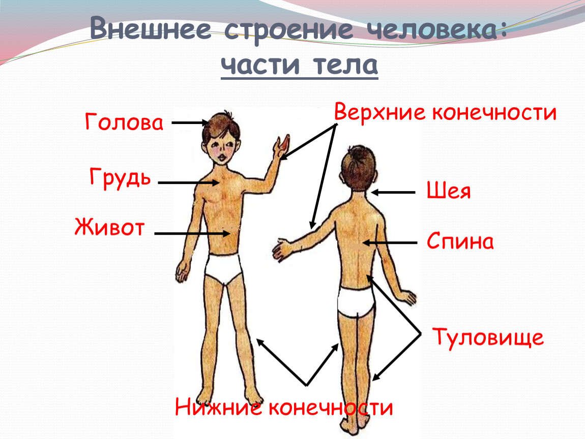 2 класс презентация строение тела человека 2 класс школа россии