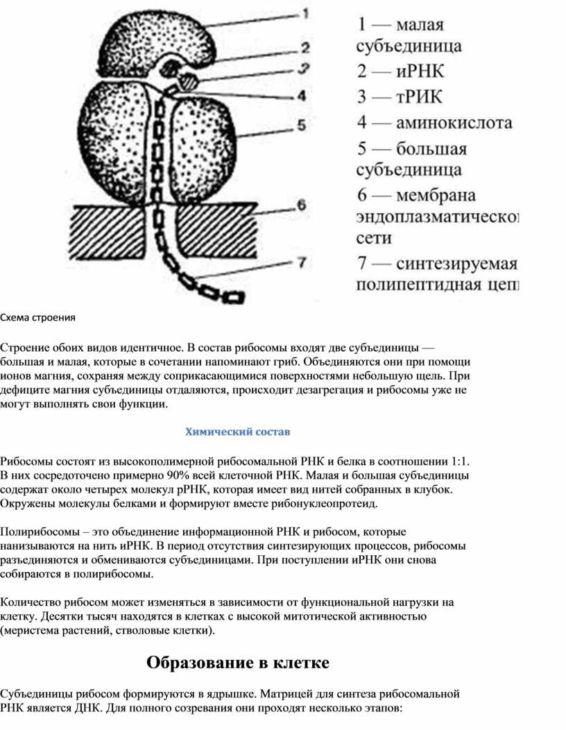 Рибосомы строение и функции