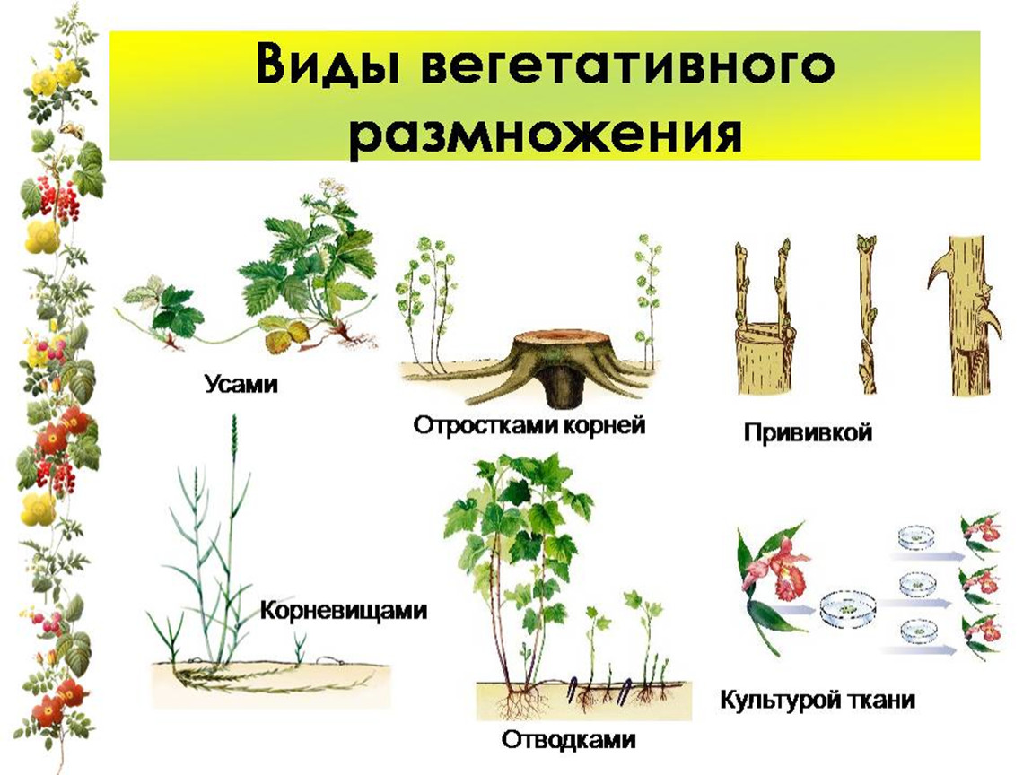 Разновидности вегетативного размножения