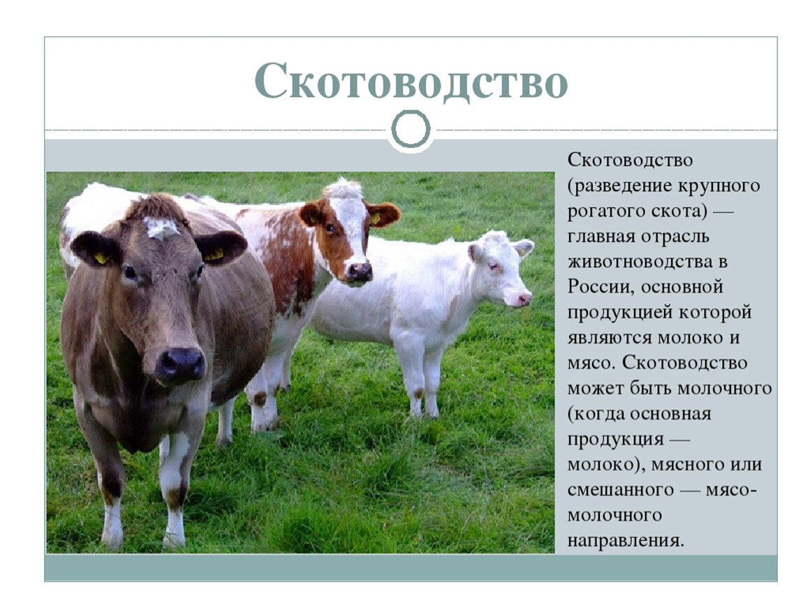 Каких животных разводят в московской области. Отрасль разведение крупного рогатого скота. Животноводство КРС. Разведение крупного рогатого скота сообщение. Животноводство презентация.