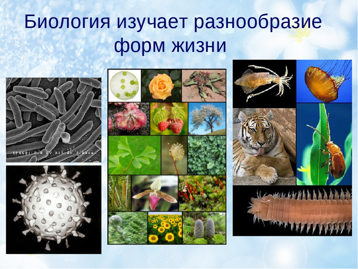 Биологические системы используют. Разнообразные живые организмы. Разнообразие форм жизни. Формы живых организмов. Многообразие форм живых организмов.