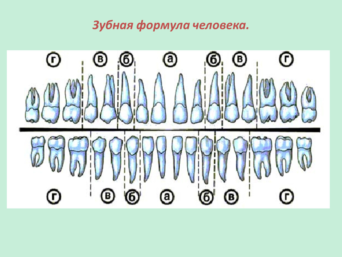 Зубная формула это. Зубная формула взрослого человека обозначается. Зубная формула система Виола. Зубная формула постоянных зубов имеет вид. Зубная формула взрослого человека таблица.