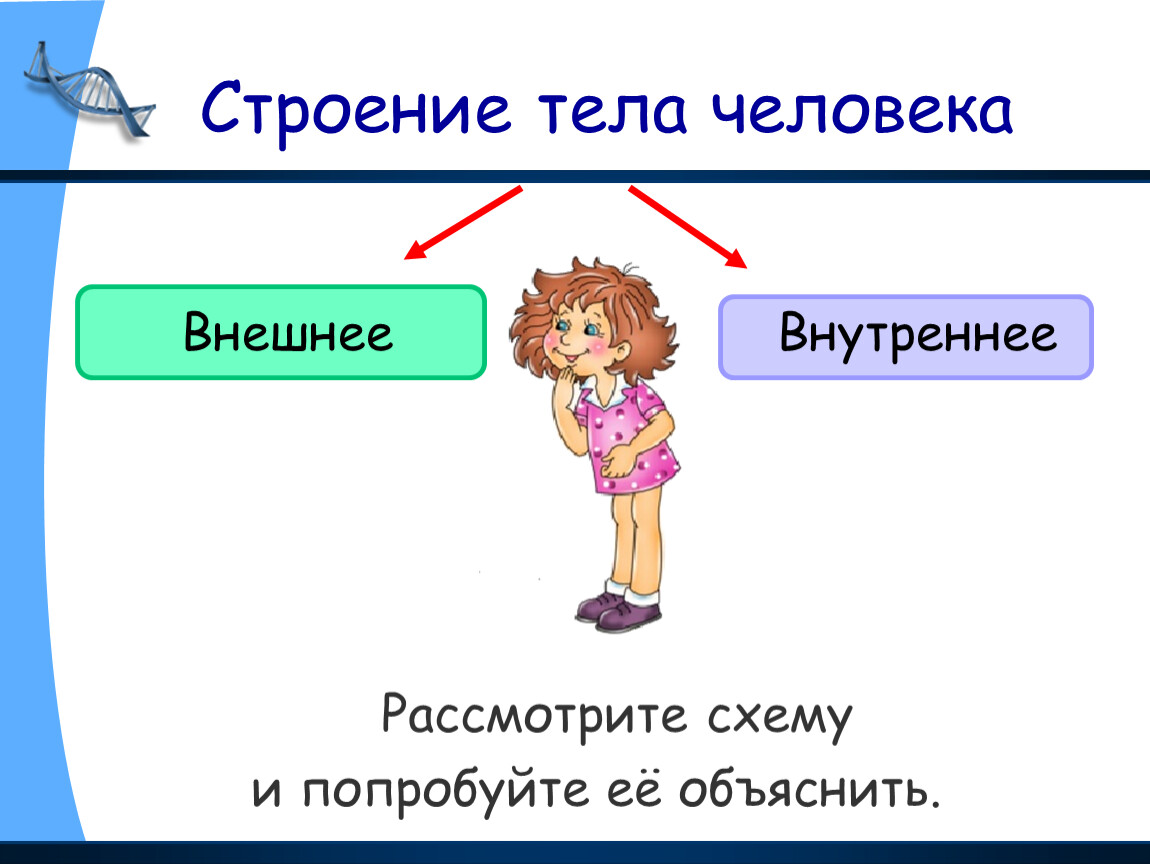 Строение тела ответ. Урок строение тело человека. Презентация на тему тело человека. Тело человека для презентации. Схема строения тела человека 2 класс.