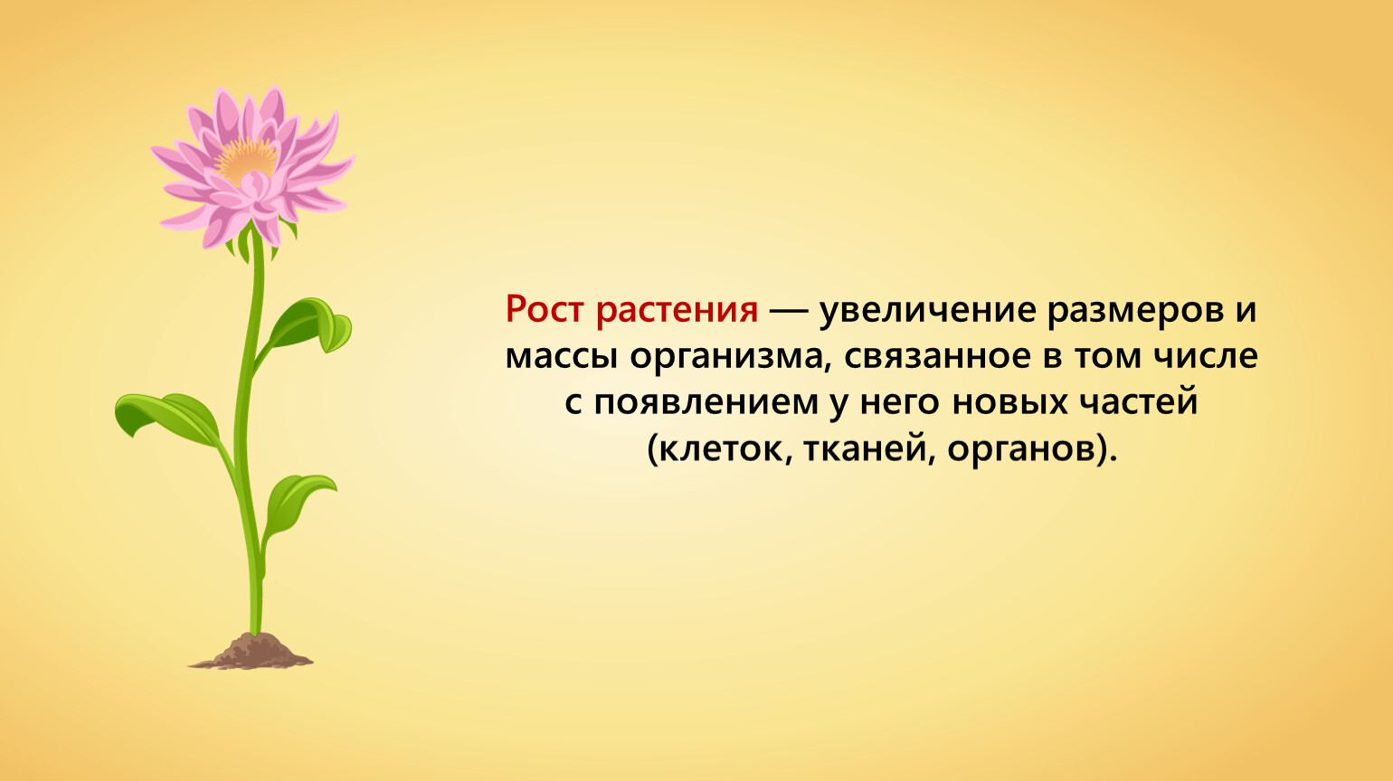 Значение роста в жизни растений 5. Рост растений. Процессы жизни растений. Появление цветка. Процесс роста растений.