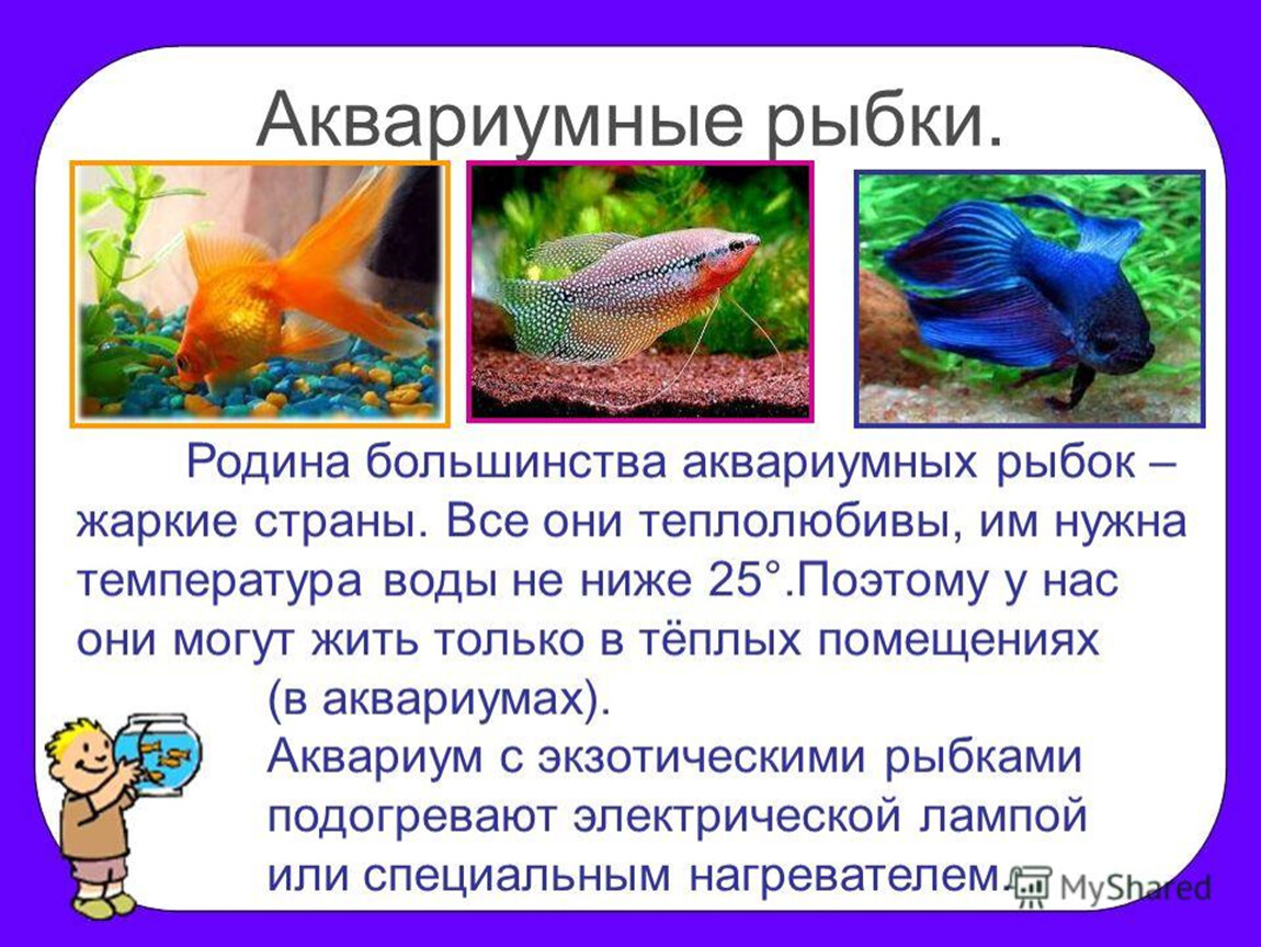 Какие организмы живут в аквариуме биология. Аквариумные рыбки. Сведения об аквариумных рыбках. Аквариумные рыбки проект. Аквариумные рыбки доклад.