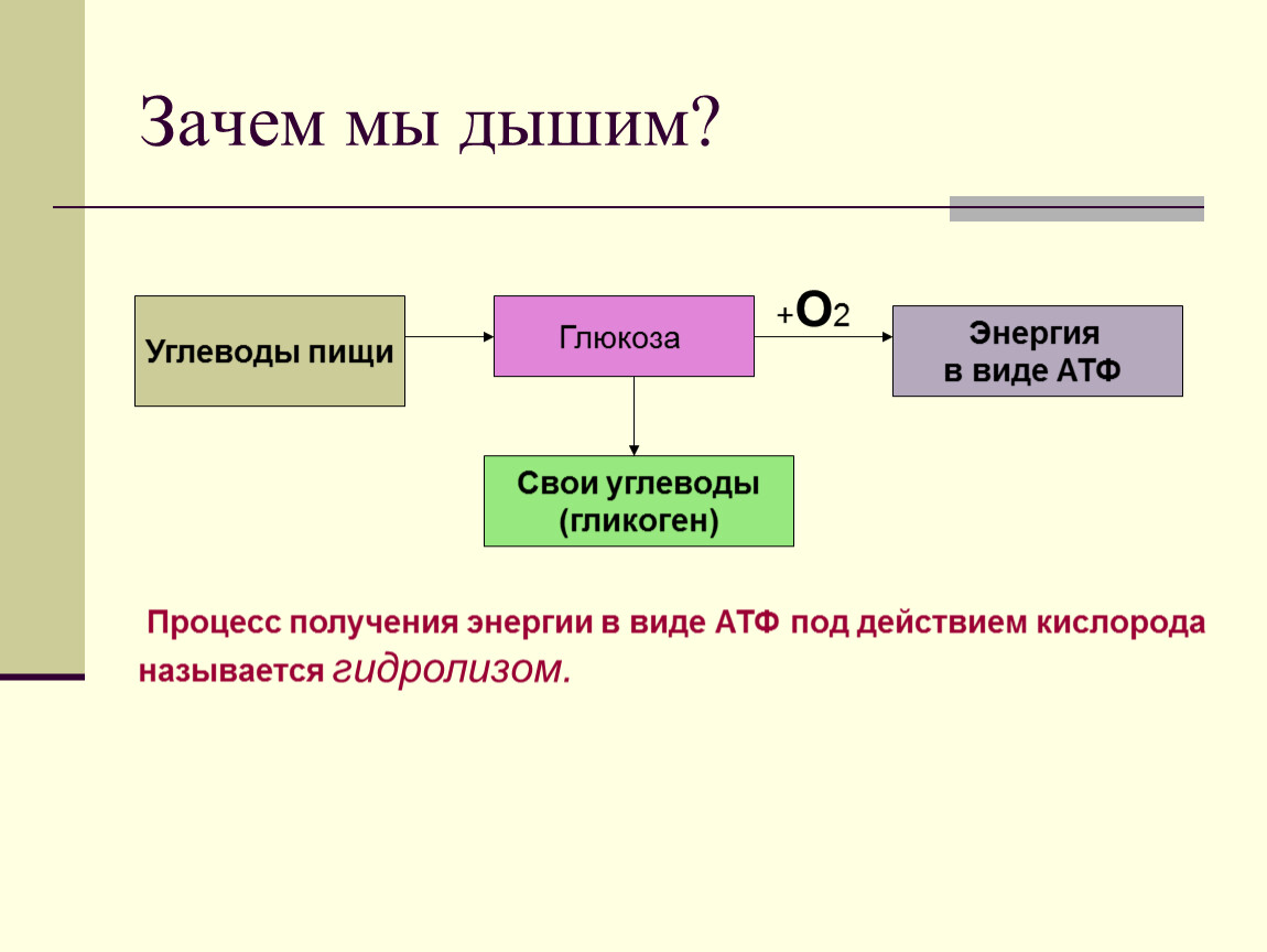 Почему v s. Зачем мы дышим. Почему мы дышим. Зачем мы дышим биология. Зачем человек дышит.