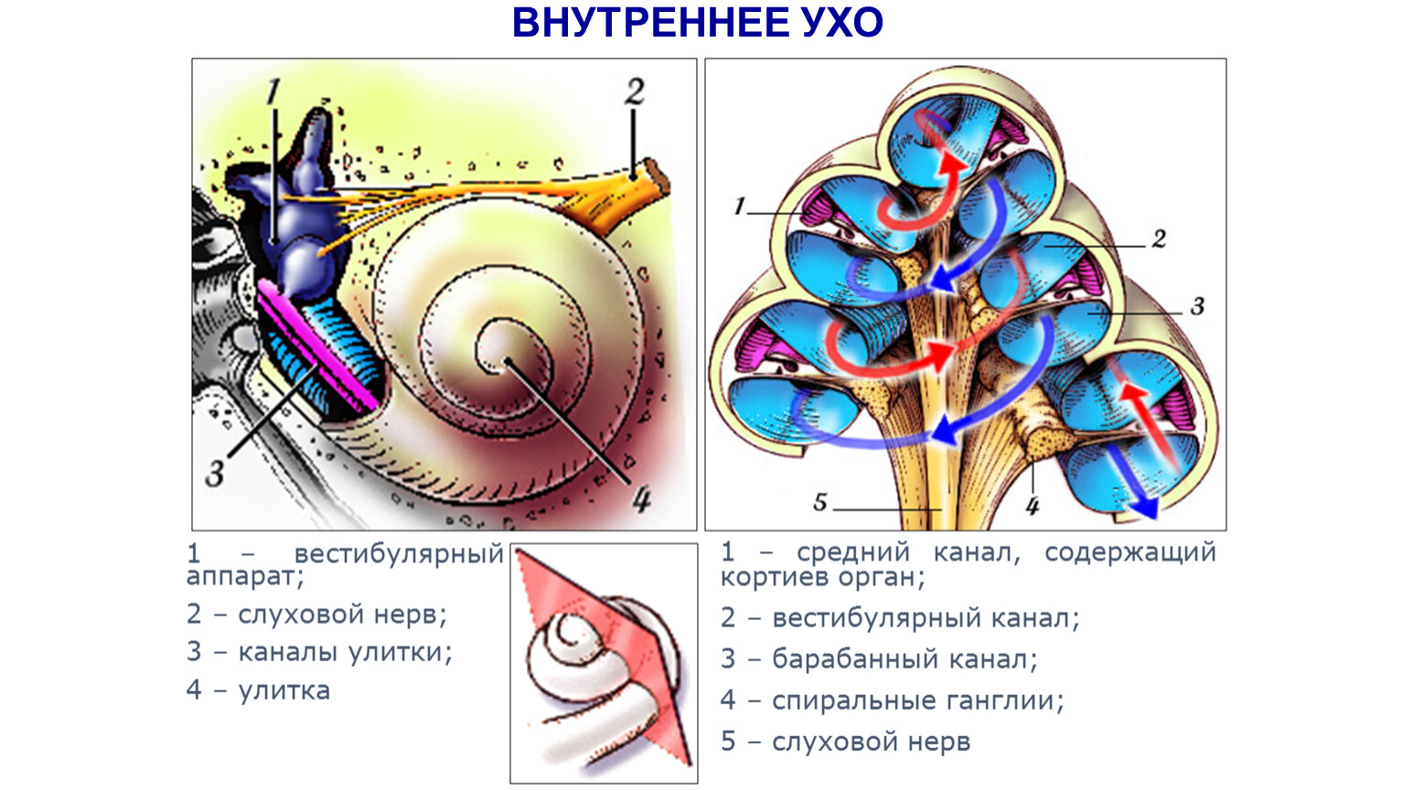 Функция улитки в ухе. Внутреннее ухо строение анатомия строение улитки. Строение улитки внутреннего уха. Строение улитки внутреннего уха анатомия. Внутреннее строение улитки внутреннего уха.