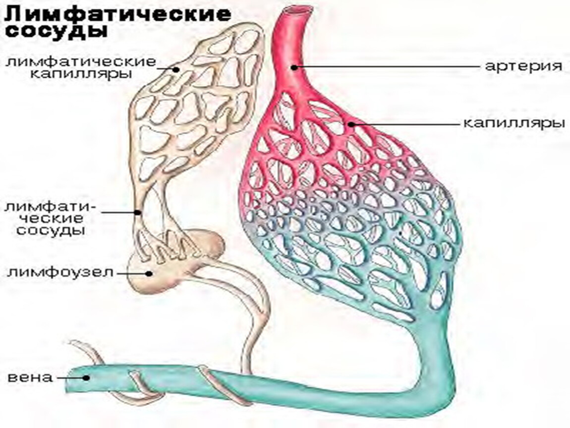 Лимфатические сосуды. Строение лимфатических сосудов анатомия. Лстоенре лимфатического сосуда. Ситроение лимфатической капиллляра. Строение лимфатического капиляры.