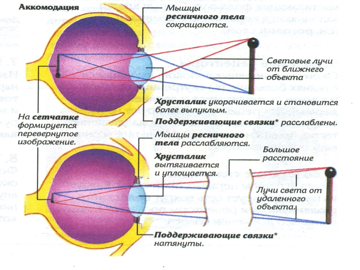 Расстояние аккомодации. Аккомодация глаза. Аккомодация близорукость. Мышцы аккомодации глаза. Аккомодация глаза схема.