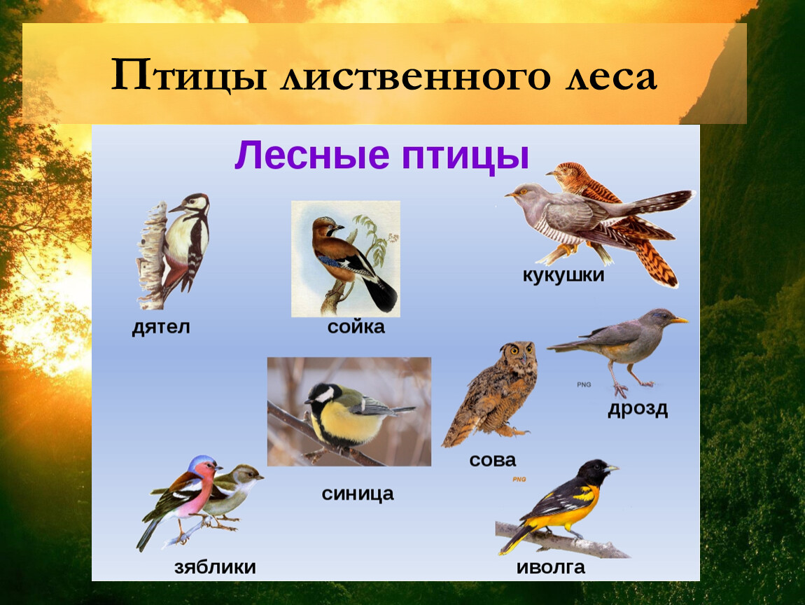Птицы в лесу с названиями