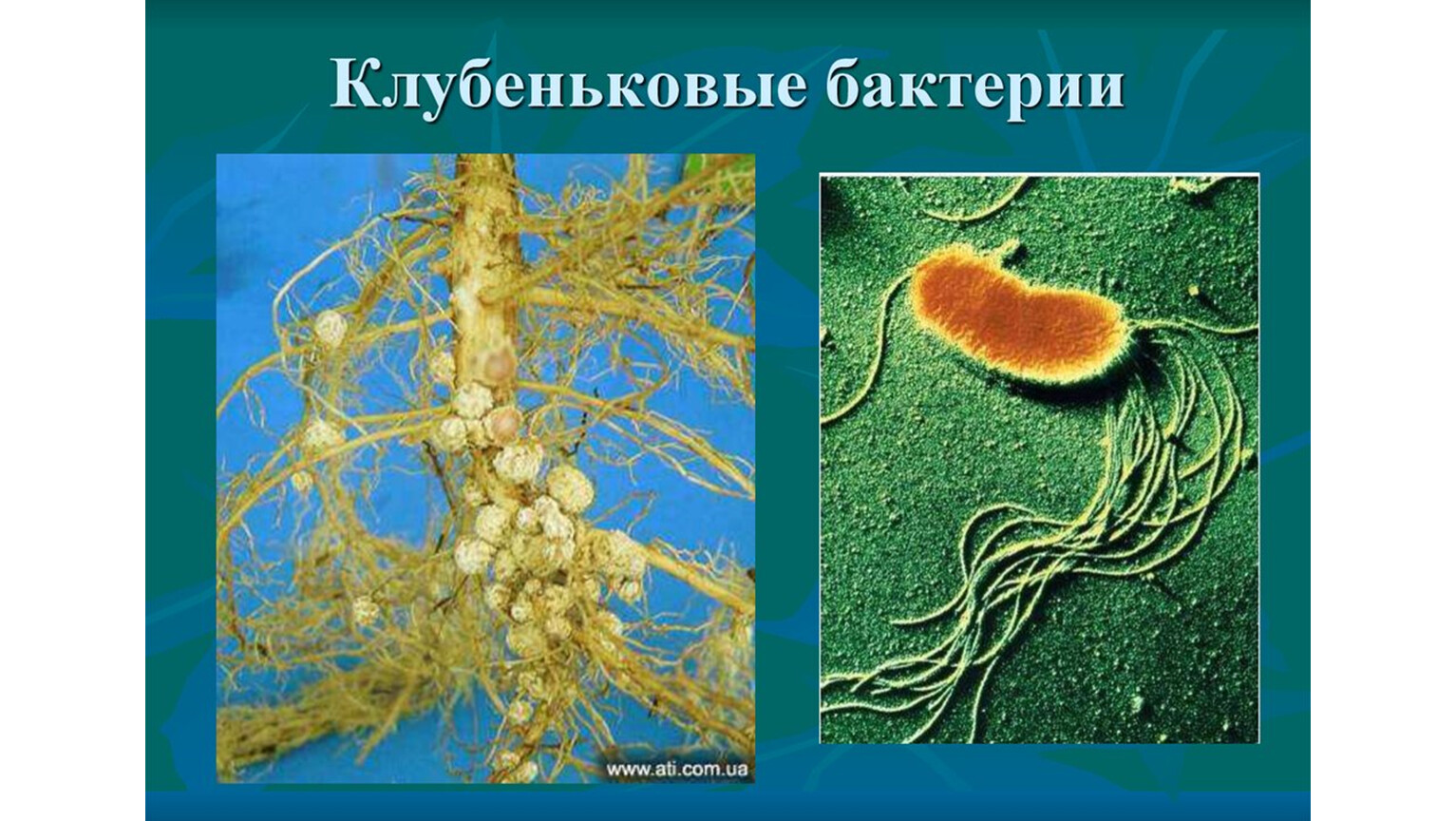 Клубеньковые бактерии значение