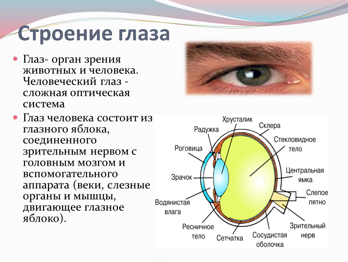 Фактическое зрение. Глаз строение глаза человека и функции. Строение зрительного анализатора глазное яблоко. Орган зрения оболочки глазного яблока. Анатомия органов зрения строение глазного яблока строение.