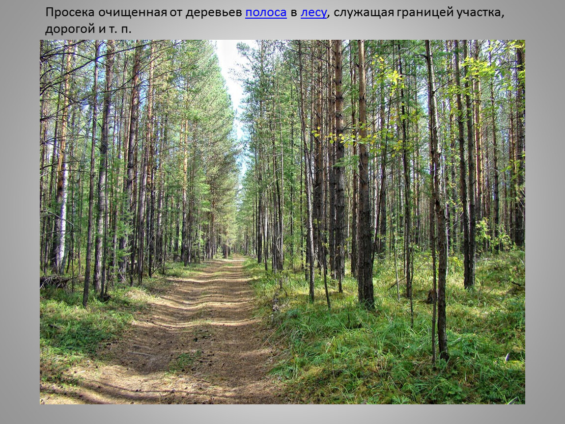 Что такое просека. Лесная просека. Просека в лесу. Просеки в лесу. Просейка.