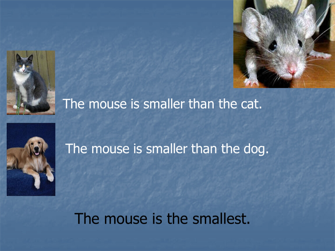 Как переводится с английского the Mouse is smaller. Compare the animals ответы the Mouse is Softer than the Ant.