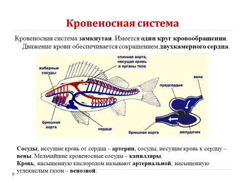 Жизнедеятельность рыб 7 класс. Особенности внутреннего строения и процессов жизнедеятельности рыб.. Строение рыбы 7 класс биология. Строение рыбы 7 класс. Внутреннее строение рыбы.