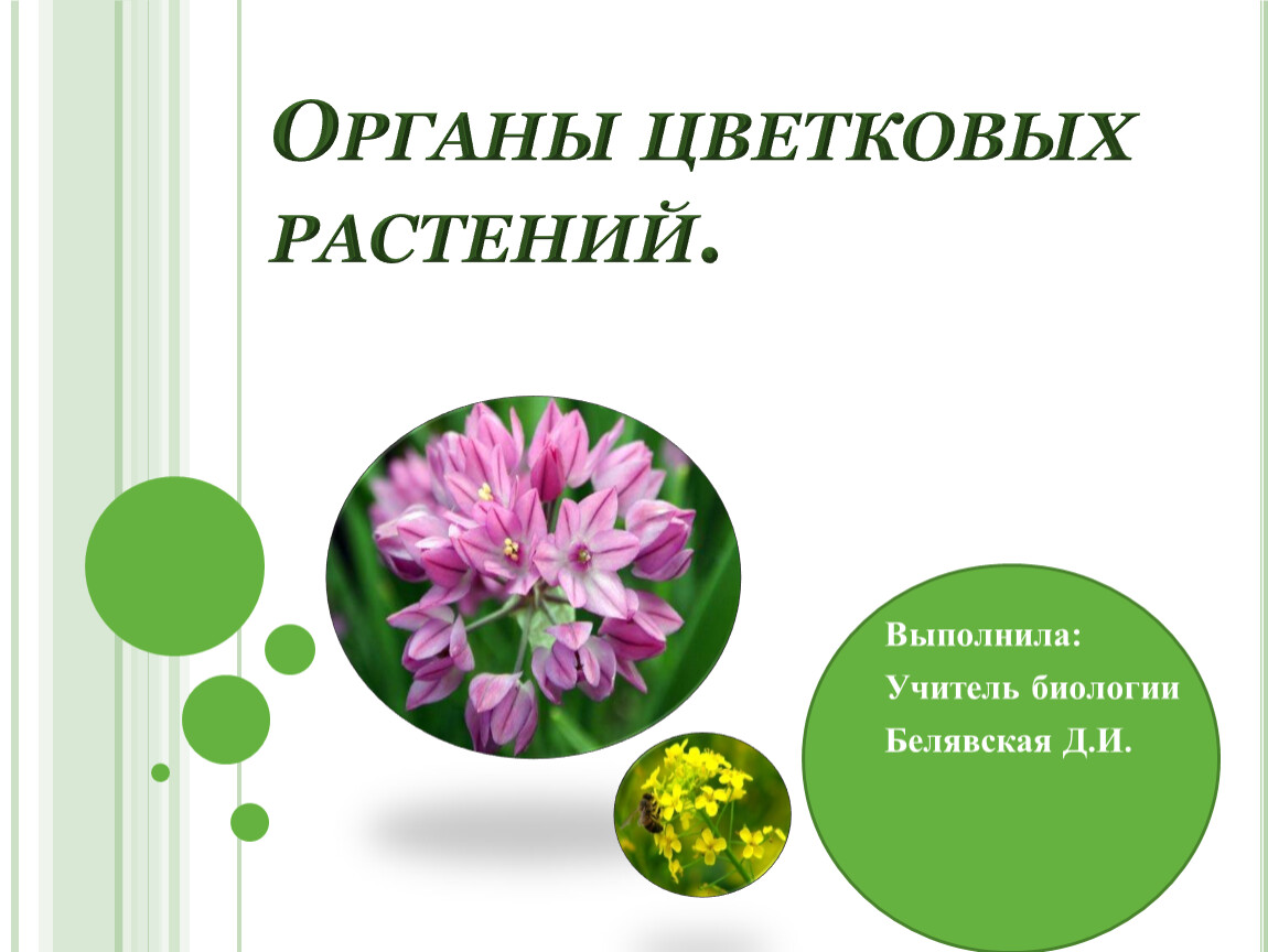 Органы цветкового растения 6 класс биология презентация